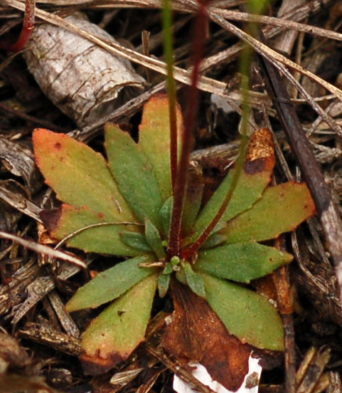 Image of Androsace septentrionalis specimen.