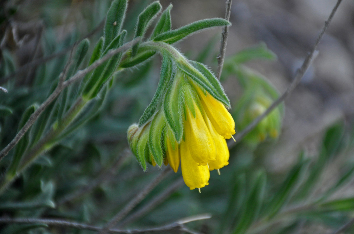 Image of Onosma taurica specimen.