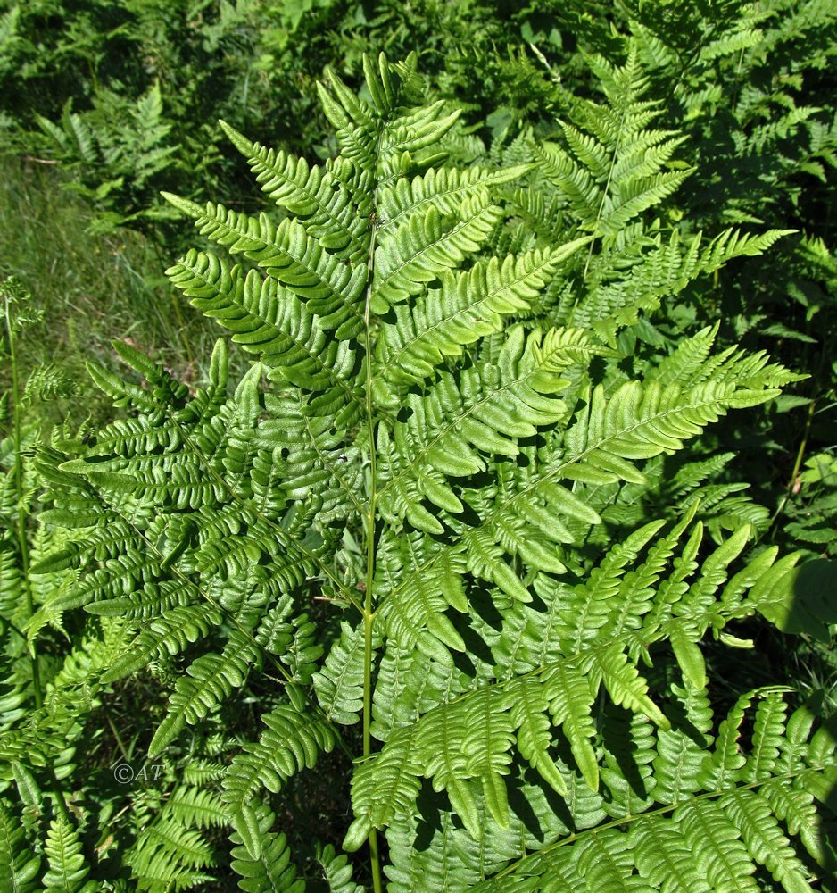 Изображение особи Pteridium pinetorum.