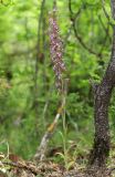 Himantoglossum formosum. Цветущее растение. Дагестан, окр. Махачкалы, хр. Нарат-Тюбе, дубовый лес. 11 июня 2021 г.