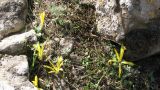 Sternbergia colchiciflora