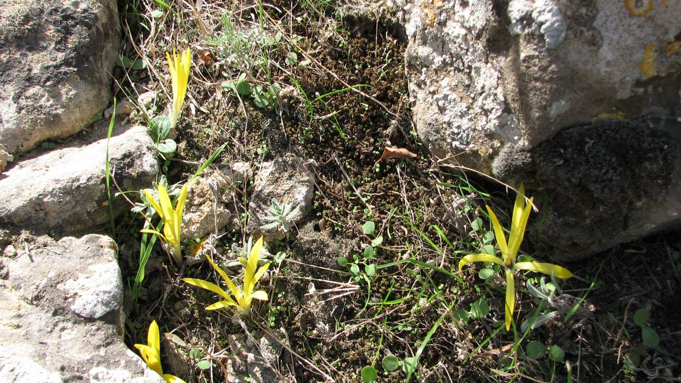 Image of Sternbergia colchiciflora specimen.