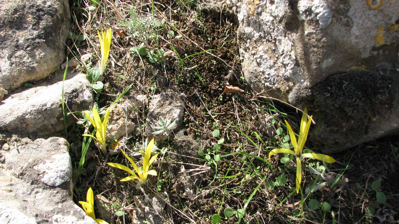 Изображение особи Sternbergia colchiciflora.