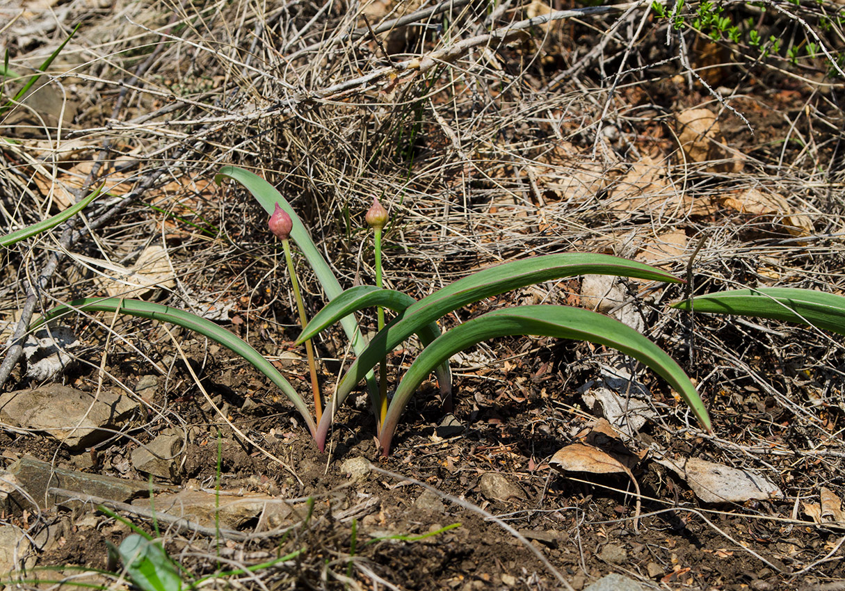 Image of genus Allium specimen.