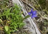 Gentiana dshimilensis