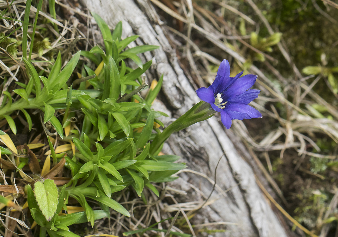 Image of Gentiana dshimilensis specimen.