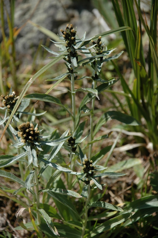 Image of Omalotheca norvegica specimen.