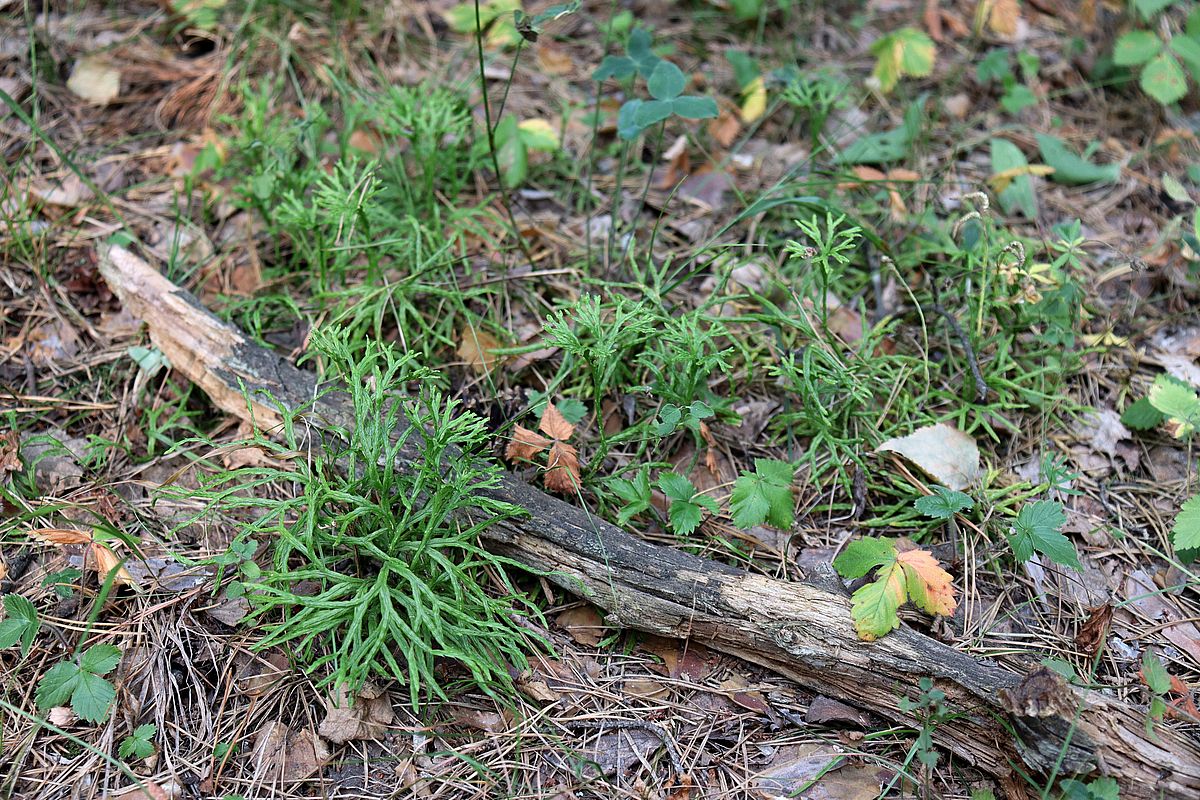 Изображение особи Diphasiastrum complanatum.