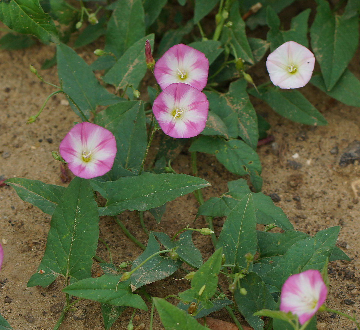 Image of Convolvulus arvensis specimen.