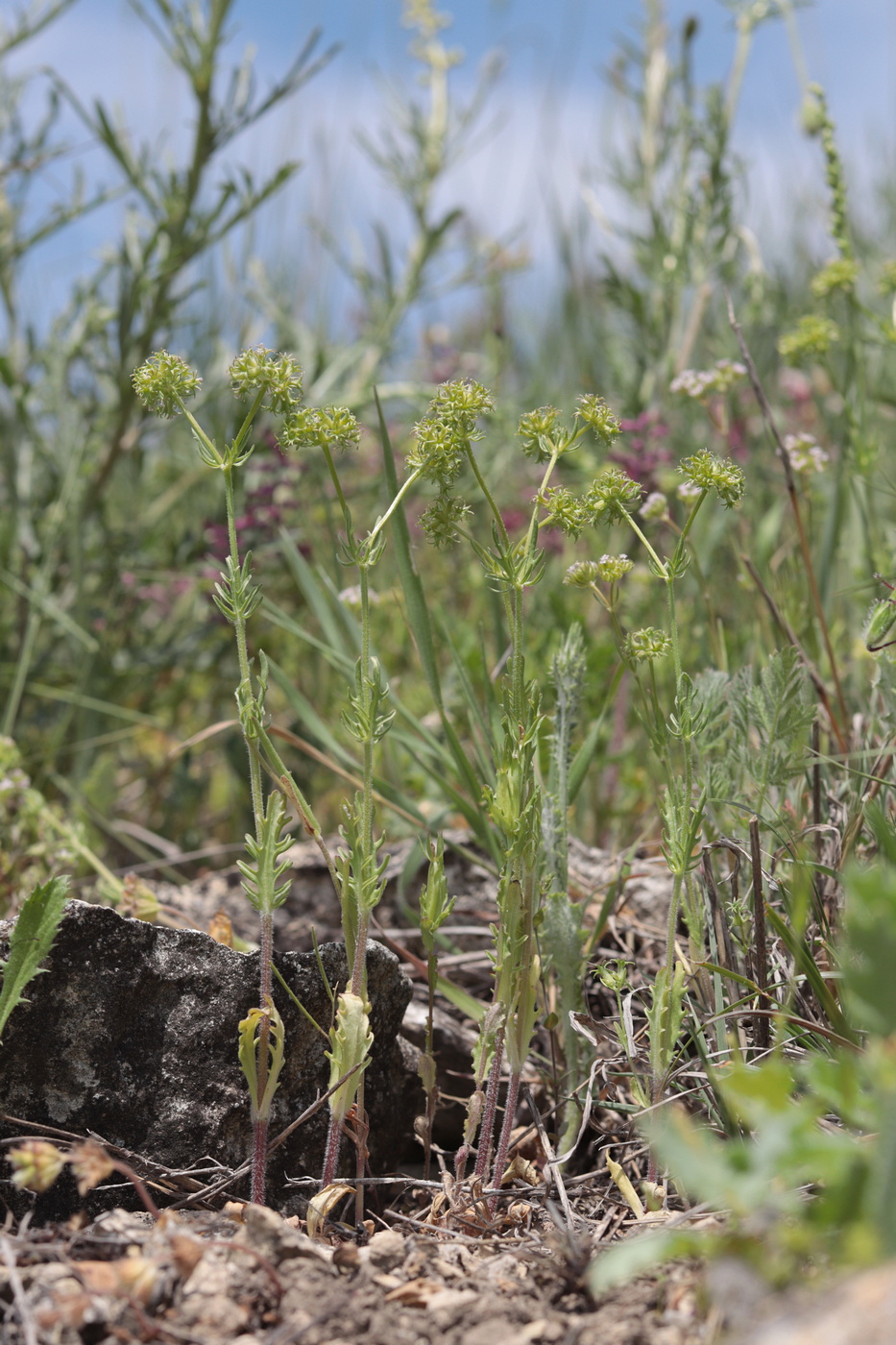 Image of Valerianella uncinata specimen.