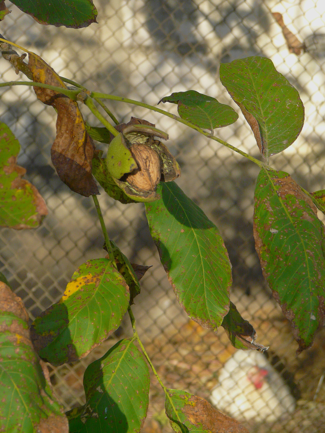 Image of Juglans regia specimen.