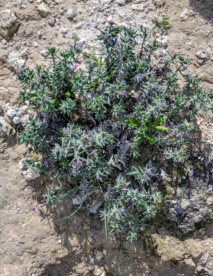 Image of Alkanna strigosa specimen.