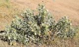 Cirsium turkestanicum