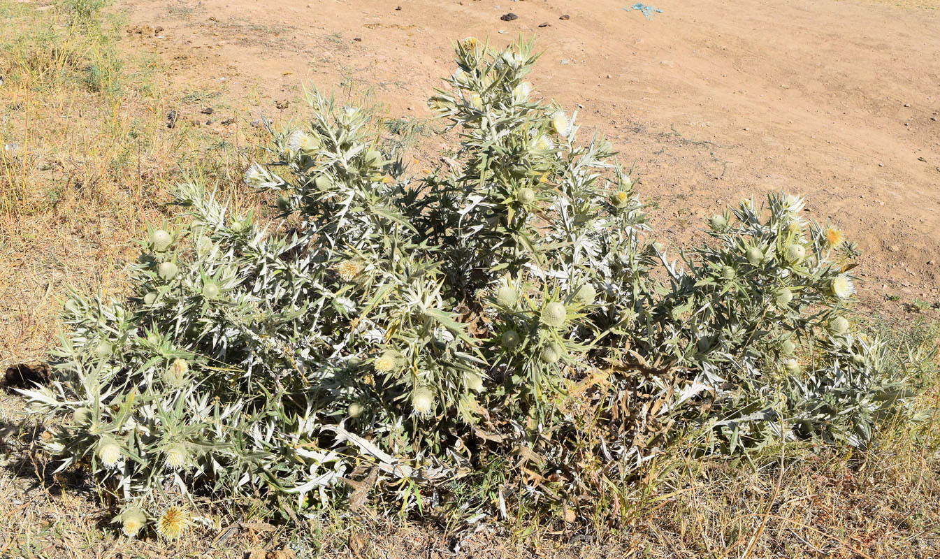 Image of Cirsium turkestanicum specimen.