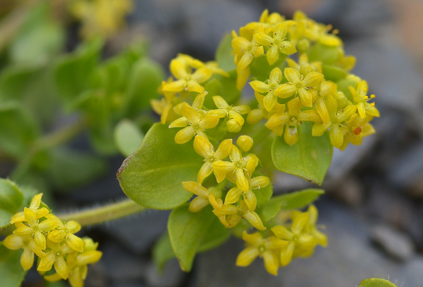 Image of Cruciata laevipes specimen.