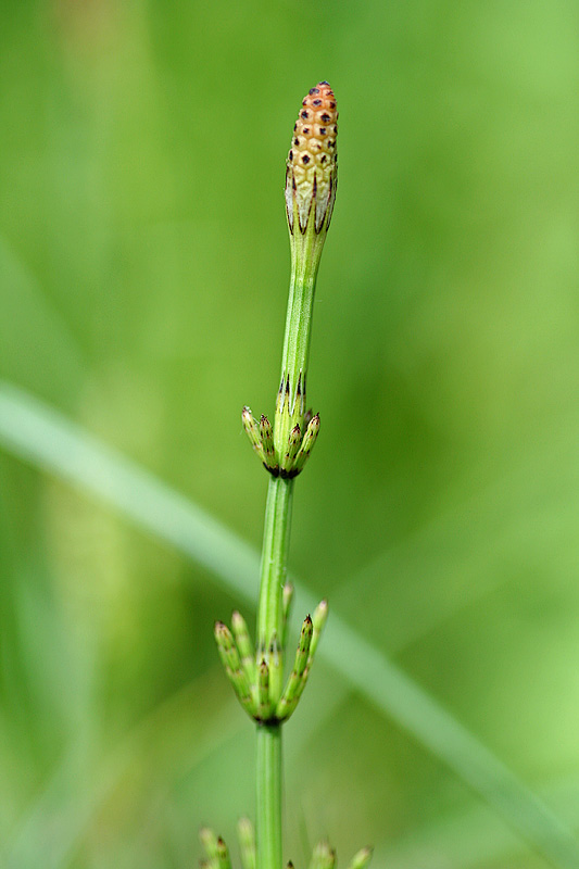 Изображение особи Equisetum palustre.