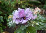 Brassica oleracea variety viridis. Верхушка вегетирующего растения. Санкт-Петербург, Старый Петергоф, парк \"Сергиевка\", цветник вблизи оранжереи. 11.10.2020.