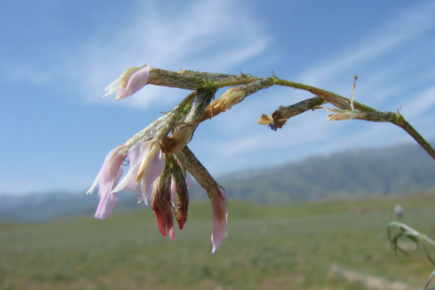 Изображение особи Astragalus sogdianus.