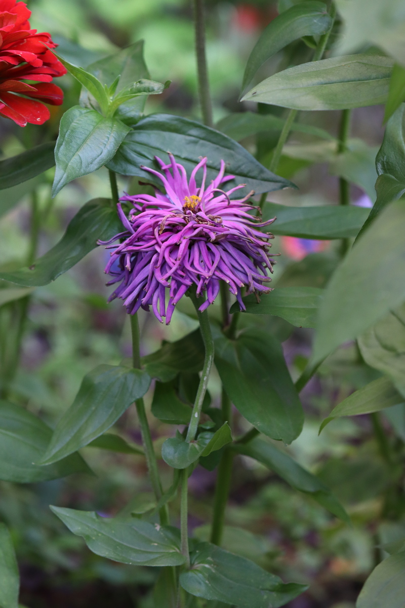 Изображение особи Zinnia elegans.