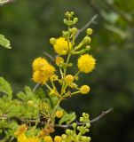 семейство Fabaceae. Соцветие. Израиль, Шарон, пос. Кфар Монаш, ботанический сад \"Хават Ганой\". 20.06.2017.