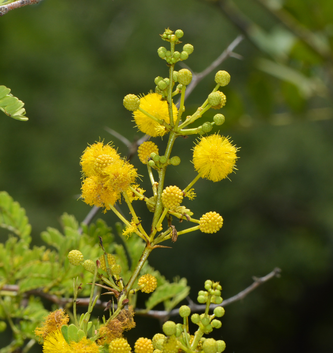 Image of familia Fabaceae specimen.