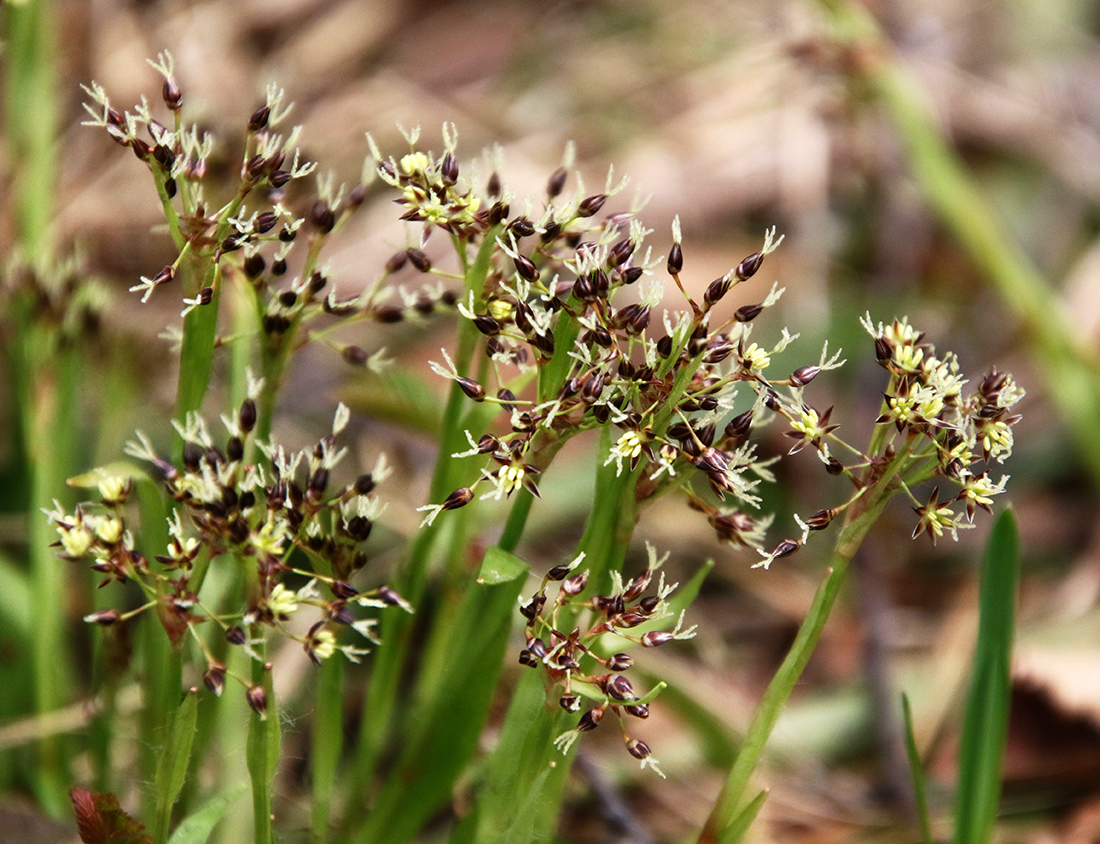 Image of Luzula pilosa specimen.