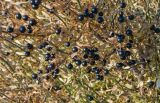 Jasminum fruticans. Верхушки побегов с плодами и засыхающими листьями. Крым, гора Южная Демерджи, каменистый склон. 31.10.2021.