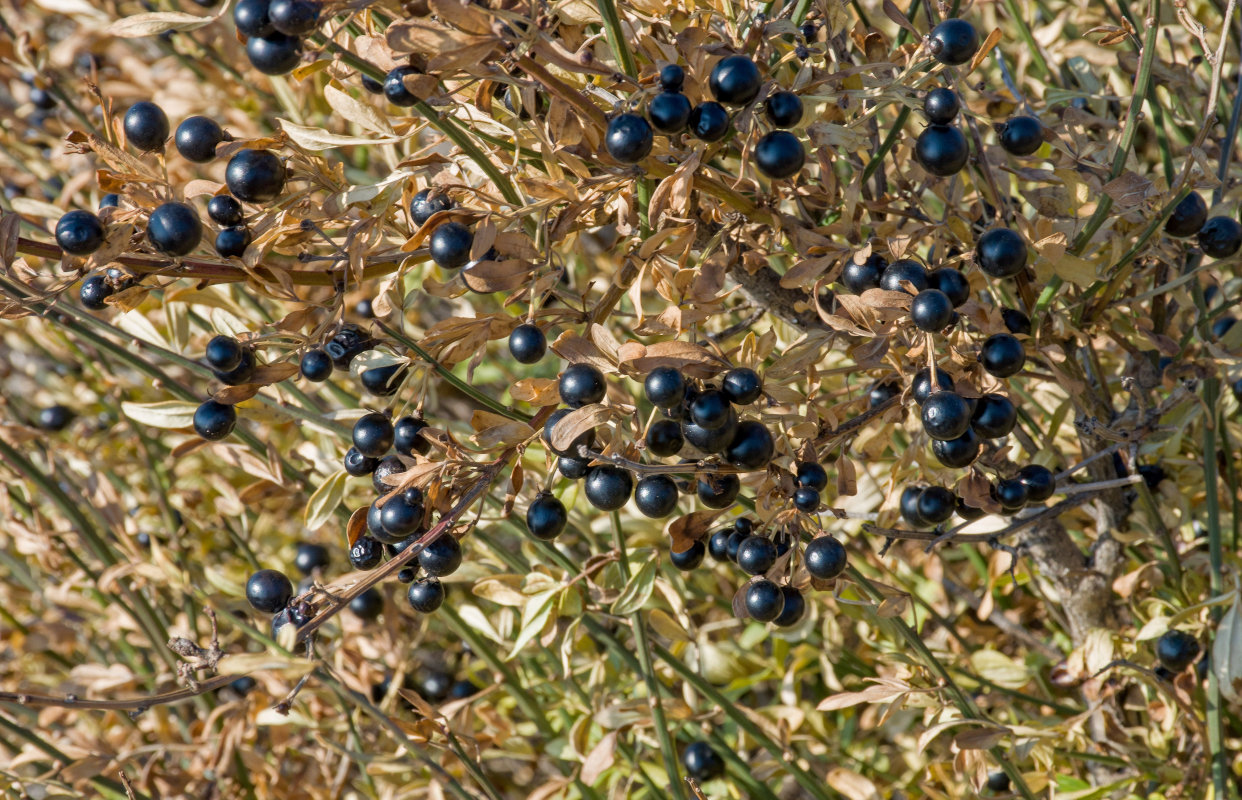 Image of Jasminum fruticans specimen.