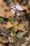 Cardamine trifida. Верхушка цветущего растения. Приморский край, Уссурийский ГО, окр. с. Утёсное, в дубовом лесу, на склоне. 28.04.2022.