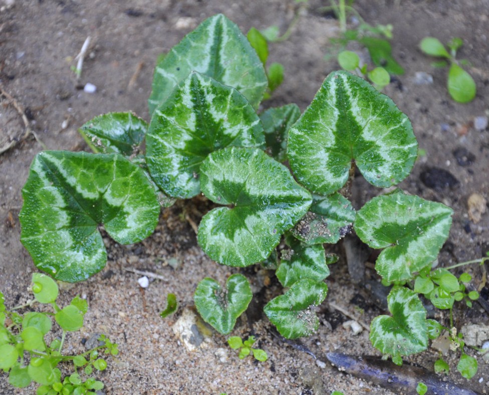 Image of Cyclamen purpurascens specimen.