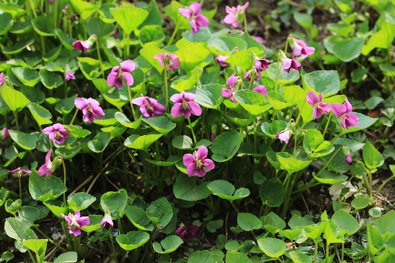 Image of Viola sororia specimen.