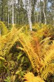 Osmundastrum asiaticum