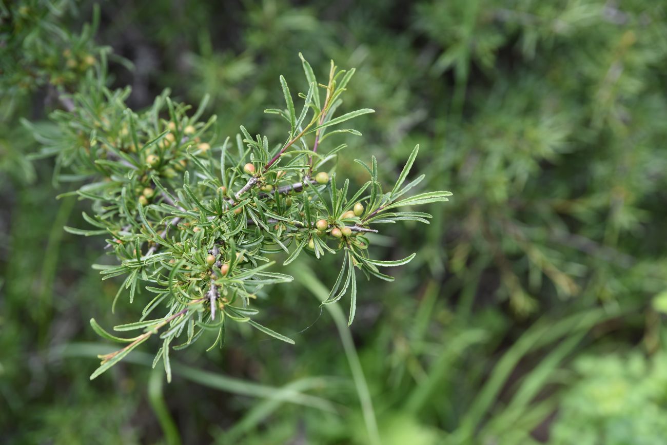 Image of Rhamnus erythroxyloides specimen.