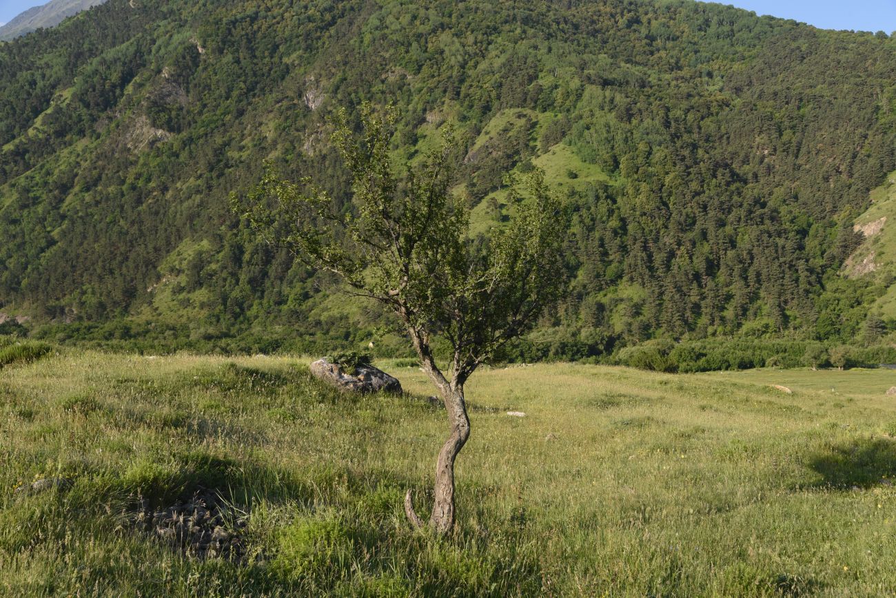 Image of Prunus cerasifera specimen.