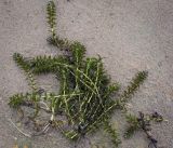 Elodea canadensis