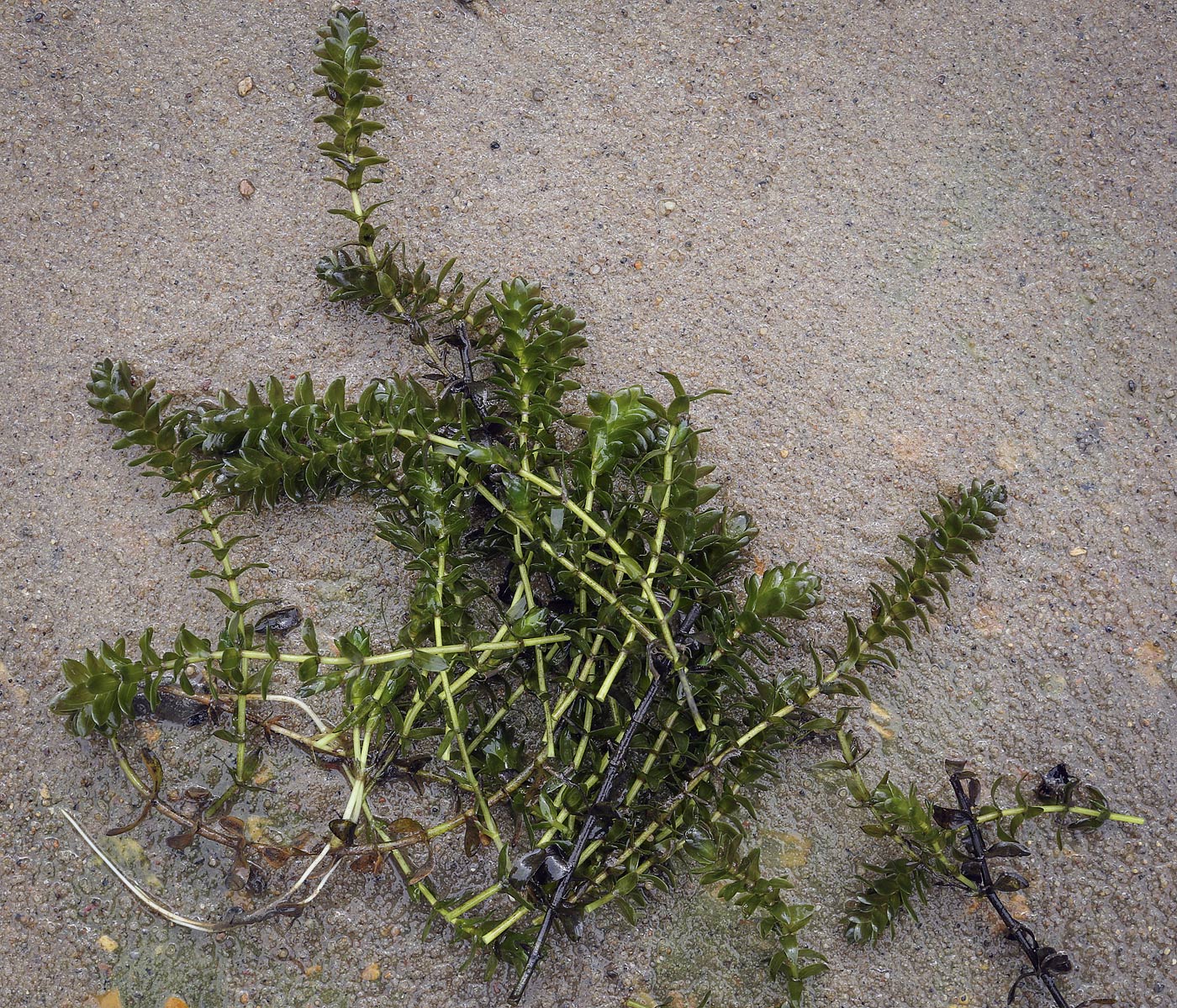 Изображение особи Elodea canadensis.