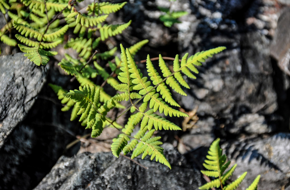 Изображение особи Gymnocarpium dryopteris.