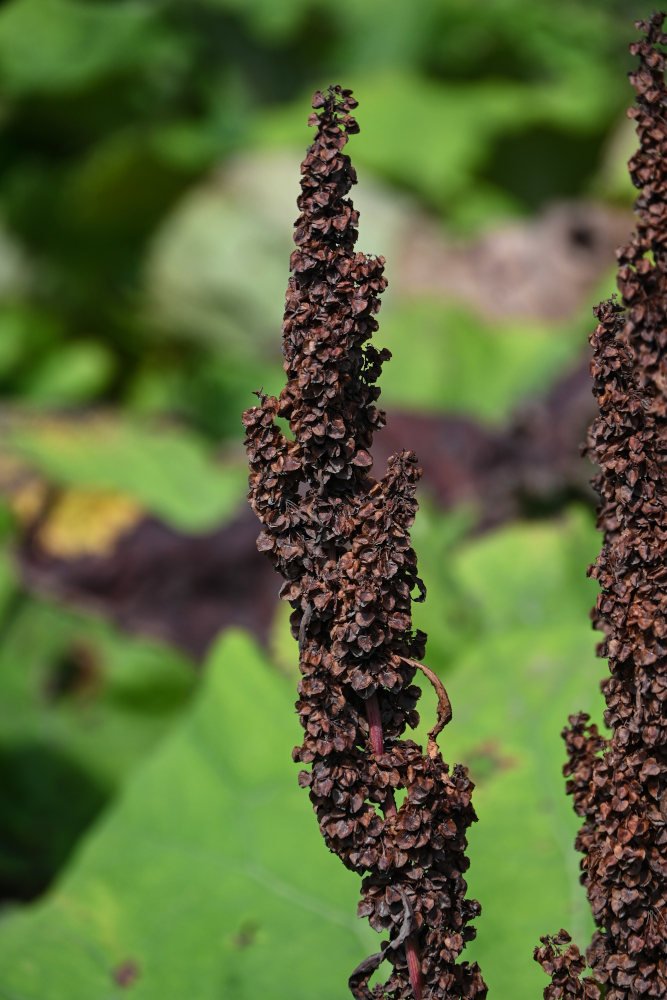 Image of genus Rumex specimen.