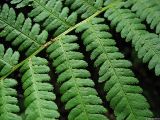 Dryopteris filix-mas. Часть листа. Ставропольский край, окр. Пятигорска, сев. склон г. Бештау. 13.08.2010.