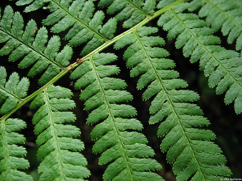 Image of Dryopteris filix-mas specimen.