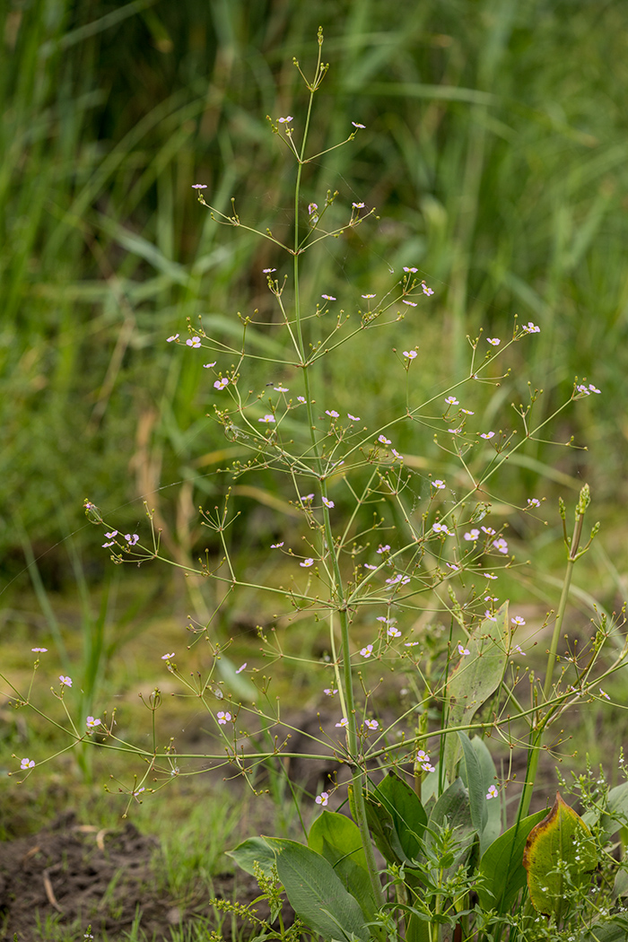 Image of Alisma plantago-aquatica specimen.