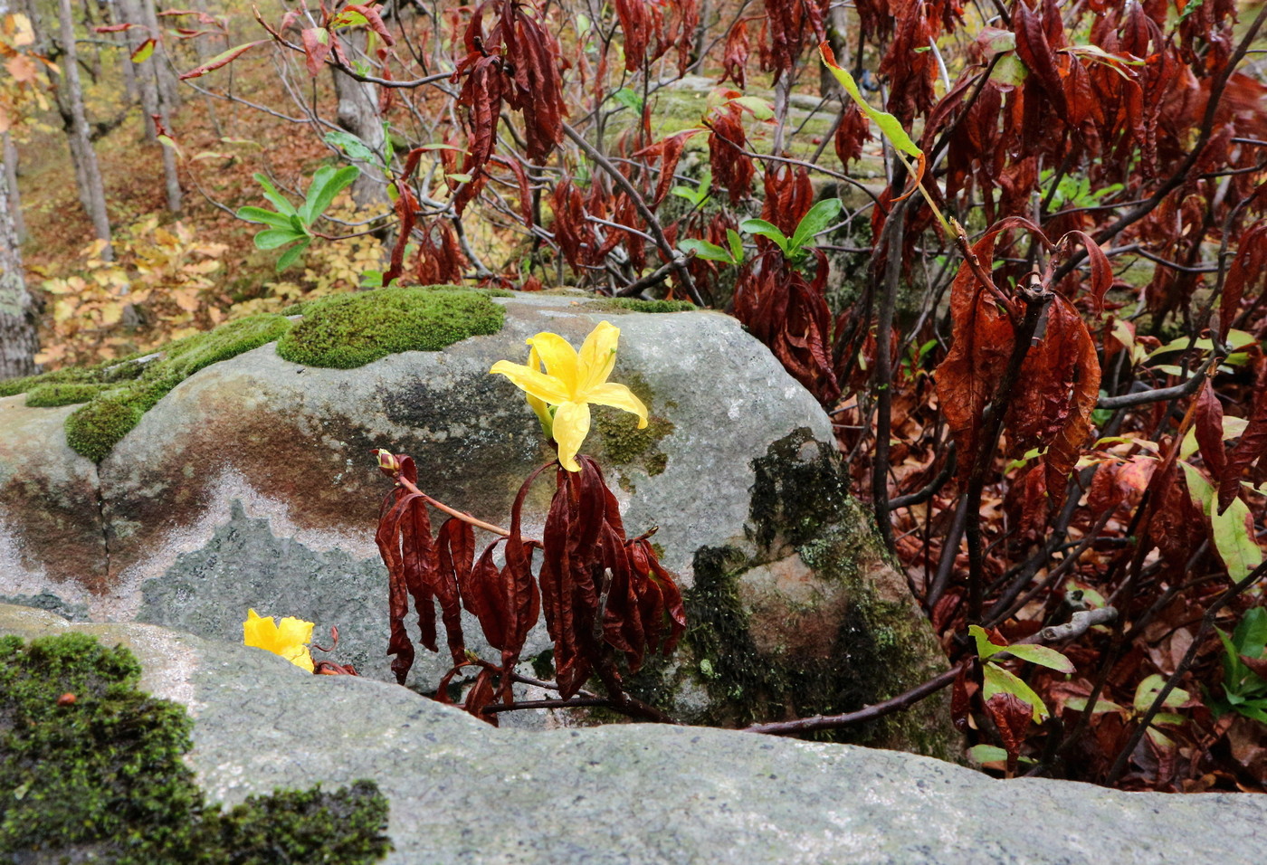 Image of Rhododendron luteum specimen.