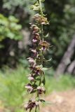 Epipactis helleborine. Часть соцветия. Крым, окр. Ялты, ущ. Уч-Кош. 05.07.2022.