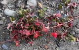 Rubus parvifolius. Часть побега с завязавшимися плодами и листьями в осенней окраске. Курильские о-ва, о-в Кунашир, бухта Головнина, песчаный пляж. 18.08.2022.