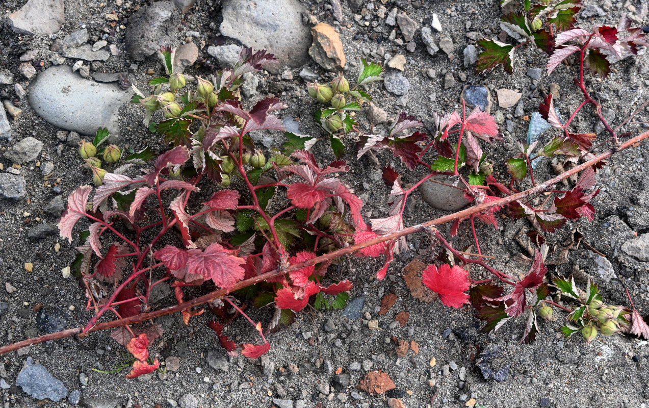 Изображение особи Rubus parvifolius.