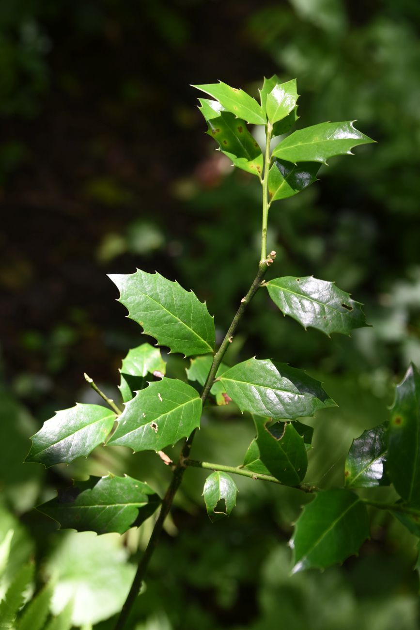 Image of Ilex colchica specimen.