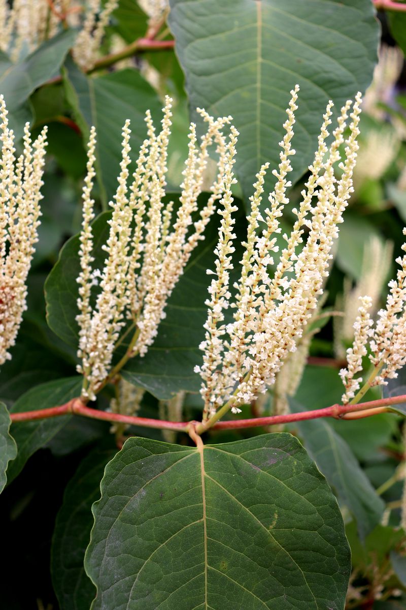 Image of Reynoutria japonica specimen.