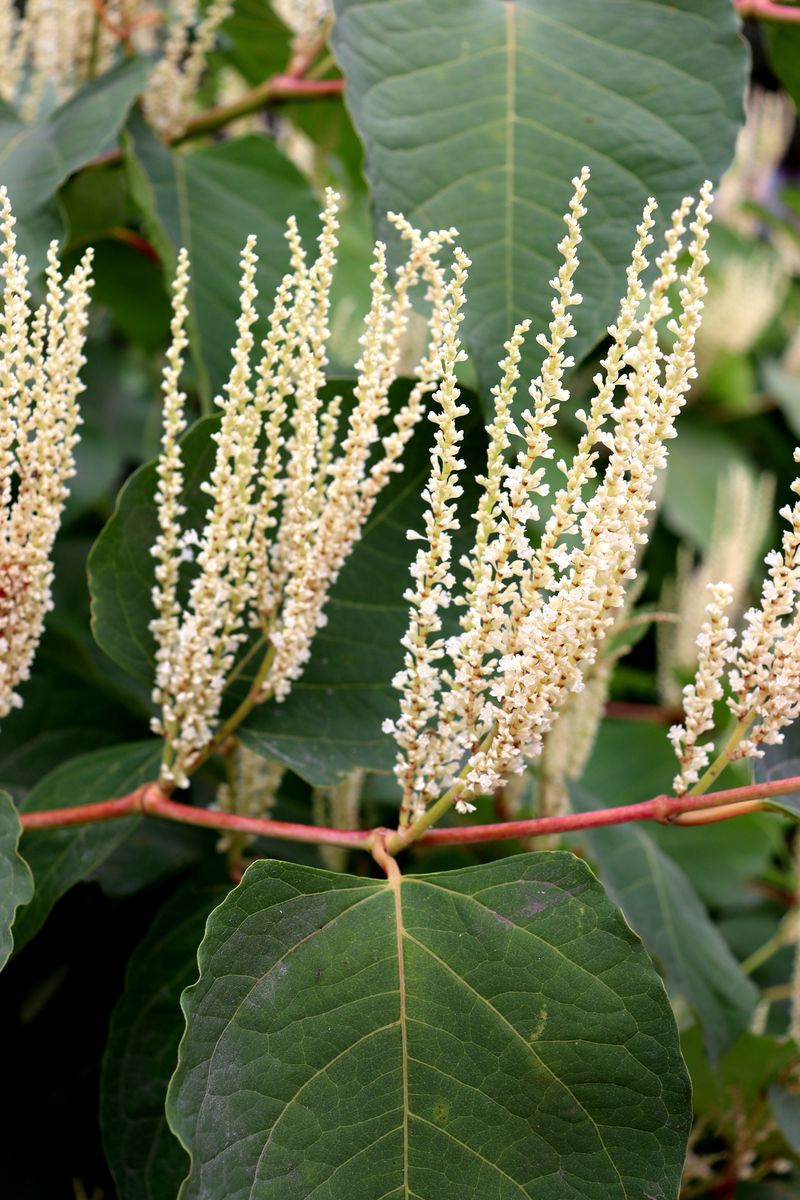 Image of Reynoutria japonica specimen.