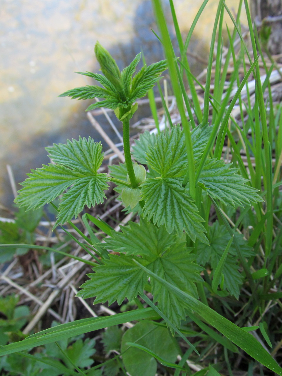 Image of Humulus lupulus specimen.