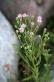 Erigeron acris